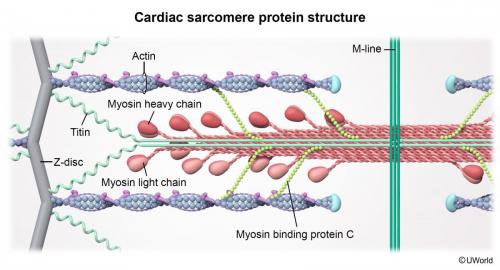 Cardiac sarcomere protein structure